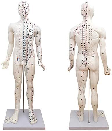 FHUILI Emberi Akupunktúra Modell - 85 cm Akupunktúra Modell - Gyógyszer Acupunctur Modell Emberi Meridián Pontok Kínai Orvoslás