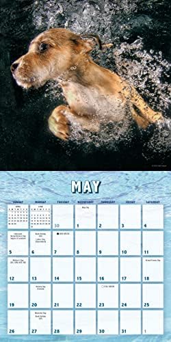 A víz alatt a Kiskutyák 2024 Mini Naptár Fotózás Seth Casteel, 7 x 7
